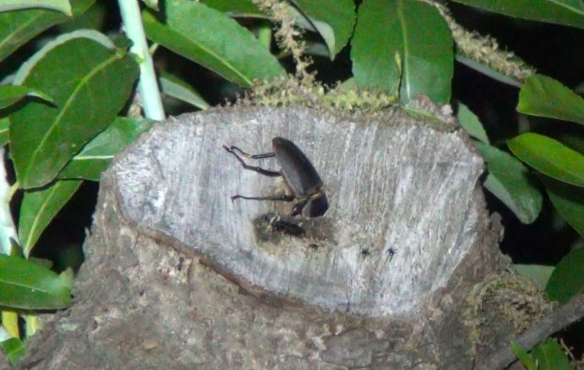 2024年 東京・多摩地区 2回目の樹液ウォッチング 4月26日 ヒラタ2匹現われる